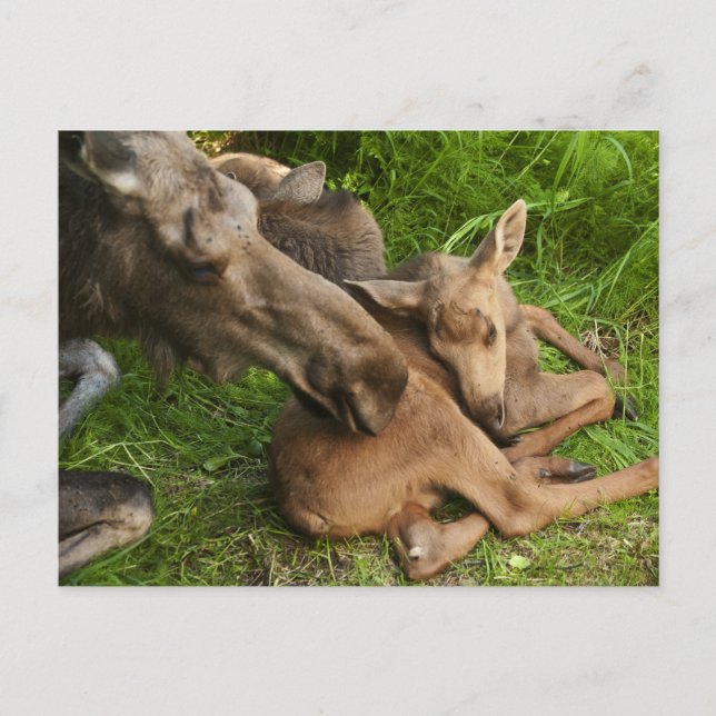 Carte Postale Tendre Mère Moose (Devant)