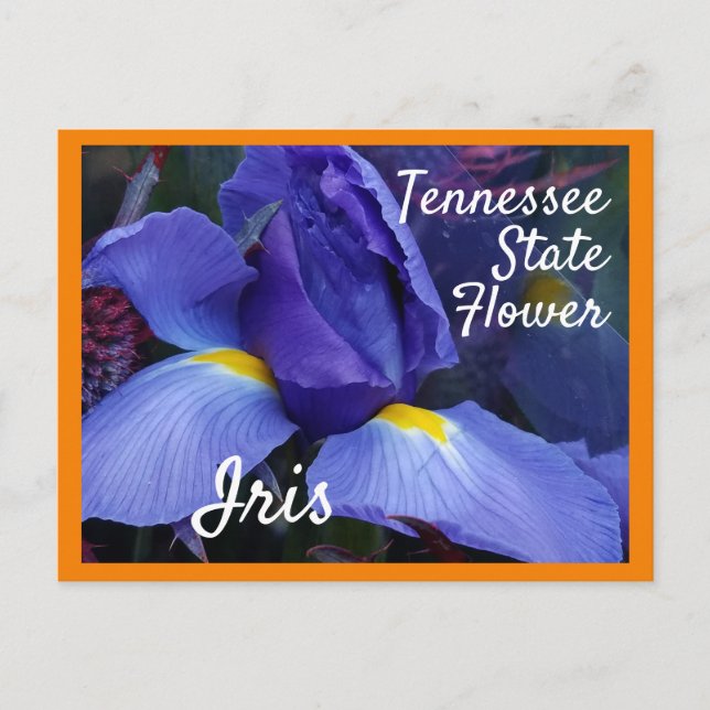 Carte Postale Tennessee State Flower TN Iris (Devant)