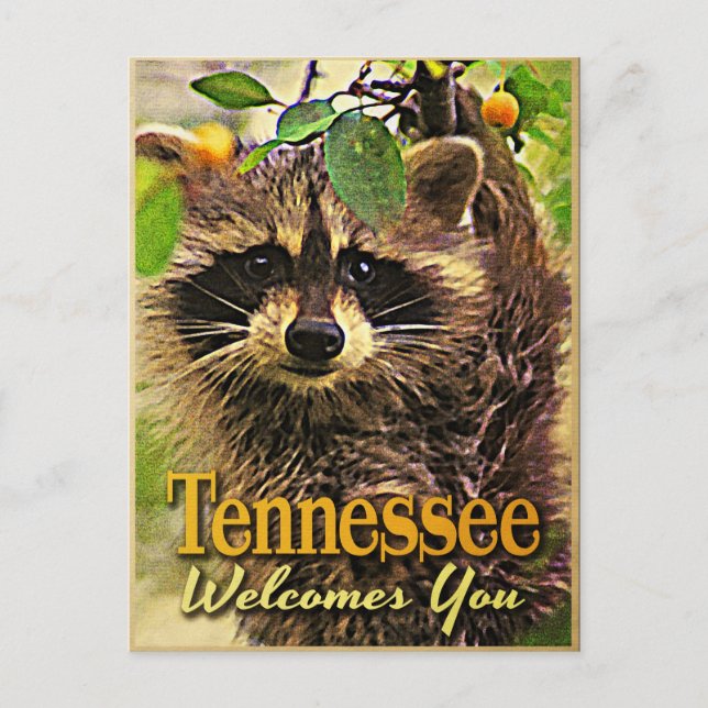 Carte Postale Tennessee vous accueille Raccoon (Devant)