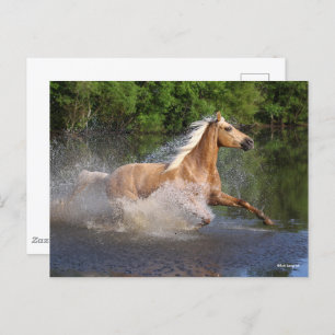 Carte Postale Tennessee Walker Traversant L'Eau