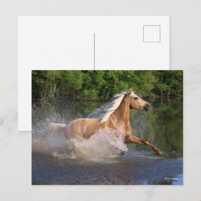 Carte Postale Tennessee Walker Traversant L'Eau (Devant / Derrière)