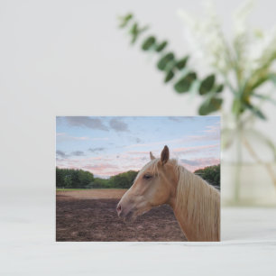 Carte Postale Tennessee Walking Horse