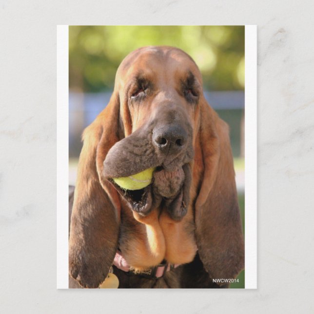 Carte Postale Tennis, quelqu'un ? (Devant)