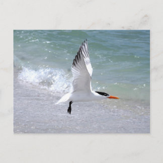 Carte postale Tern en vol