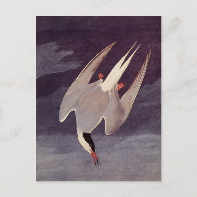 Carte Postale Terne arctique par John James Audubon, Oiseaux Vin (Devant)