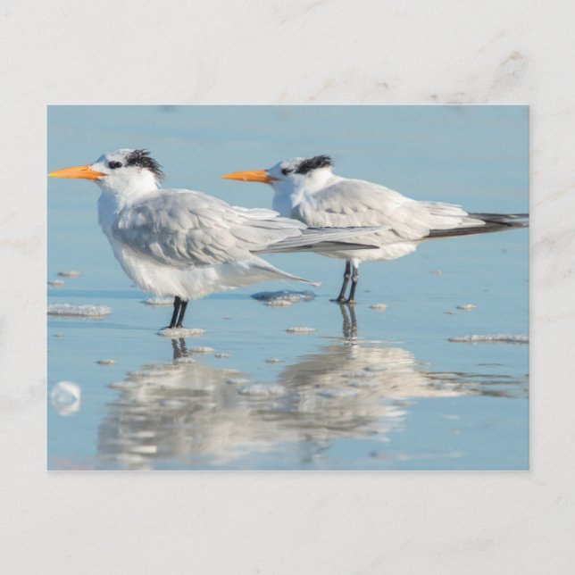 Carte Postale Terns (Devant)