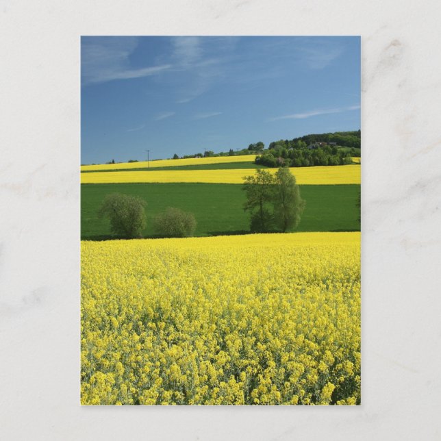 Carte Postale Terrain de colza près de Bavenhausen, Allemagne (Devant)