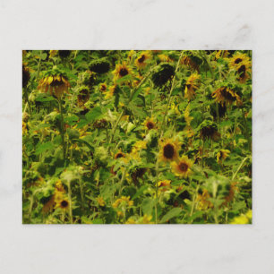 Carte Postale Terrain de tournesol