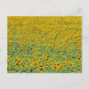 Carte Postale Terrain de tournesol jaune