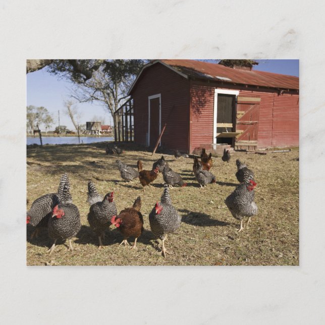 Carte Postale Terrain de travail pour poulets près de la maison  (Devant)