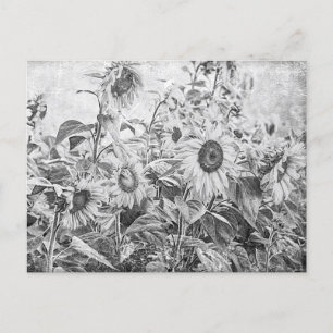 Carte Postale Terrain vintage de tournesol noir et blanc