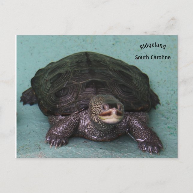 Carte Postale Terrapine diamant (Devant)