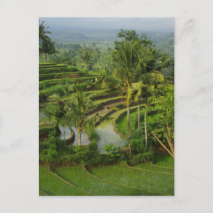 Carte Postale Terrasse Ricefield à Bali