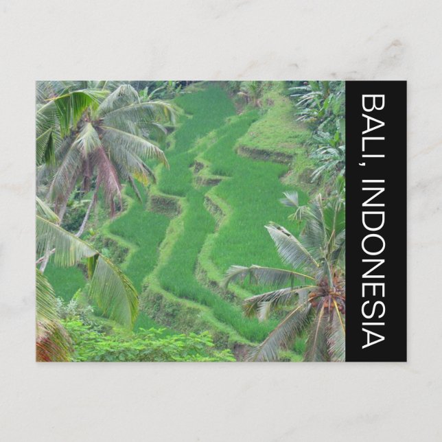 Carte Postale terrasses de riz bali (Devant)