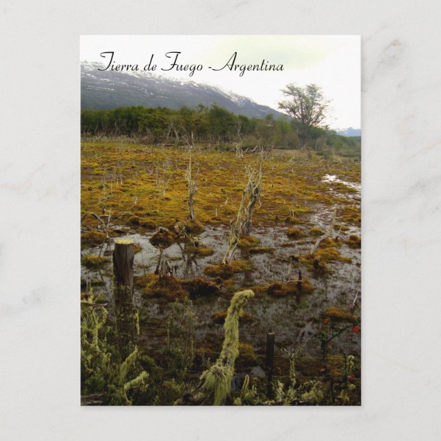 Carte Postale Terre de Feu - Argentine (Devant)
