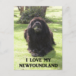 Carte Postale Terre-Neuve aime avec pic.png