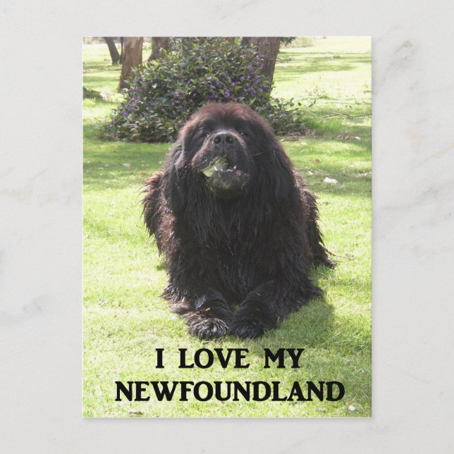 Carte Postale Terre-Neuve aime avec pic.png (Devant)