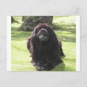 Carte Postale Terre-Neuve-et-Labrador