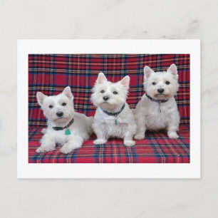 Carte Postale Terrier de West Highland