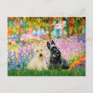 Carte Postale Terrier écossais (deux NB) - Jardin