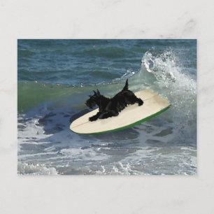 Carte Postale Terrier Écossais en train de surfer