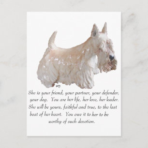 Carte Postale Terrier écossais roux femelle - Chien