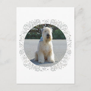 Carte Postale Terrier irlandais à poil doux
