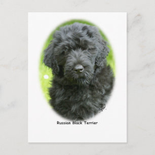 Carte Postale Terrier noir russe