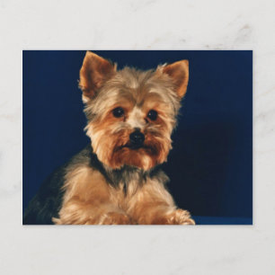 Carte Postale Terrier Puppy du Yorkshire