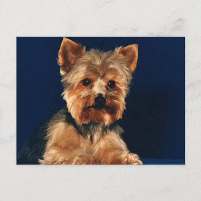 Carte Postale Terrier Puppy du Yorkshire (Devant)