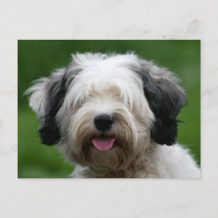 Carte Postale terrier tibétain