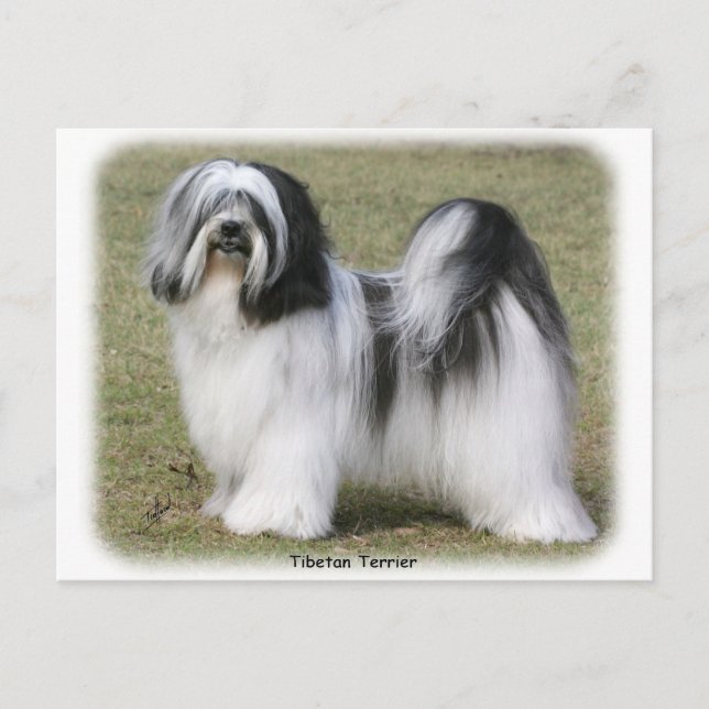 Carte Postale Terrier tibétain (Devant)