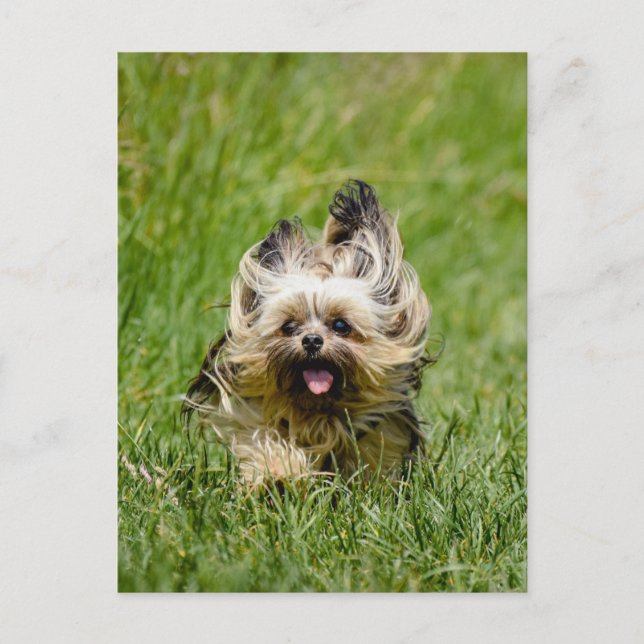 Carte Postale Terrier Yorkshire mignon Traversant L'Herbe (Devant)