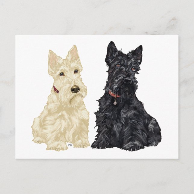 Carte Postale Terriers écossais roux et noirs (Devant)