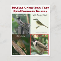Tester des bulbuls à cache rouge par RoseWrites