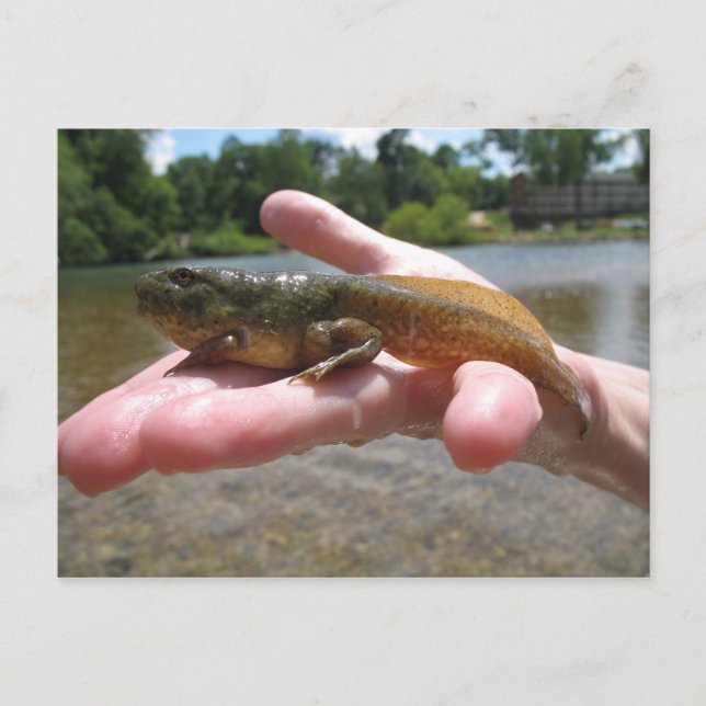 Carte Postale têtard (Devant)