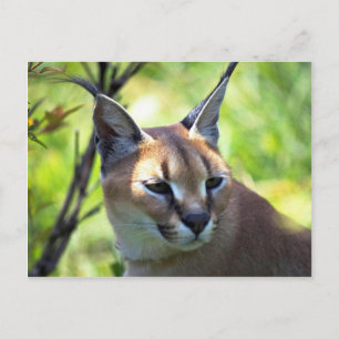 Carte Postale Tête Caracale Et Épaules