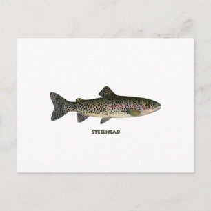 Carte Postale Tête d'acier (Grands Lacs)