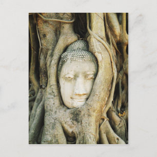 Carte Postale Tête de Bouddha dans le Fig Tree .. Ayutthaya, Tha