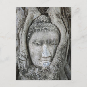 Carte Postale Tête de Bouddha en grès entourée d'un arbre