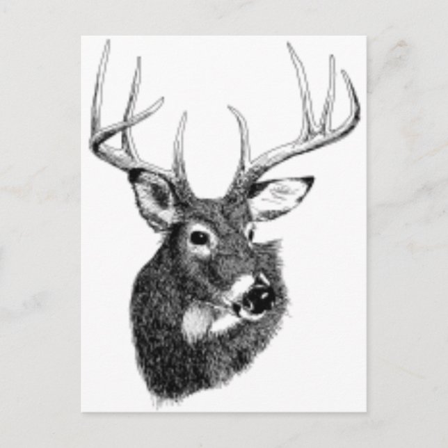 Carte Postale tête de cerf (Devant)