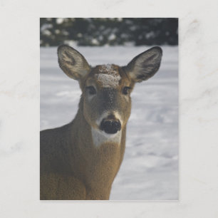 Carte Postale Tête de cerf
