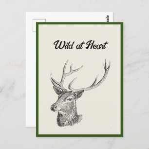 Carte Postale Tête de cerf Buck avec Antlers Chasse Dessin