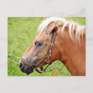 Carte Postale Tête de cheval 003