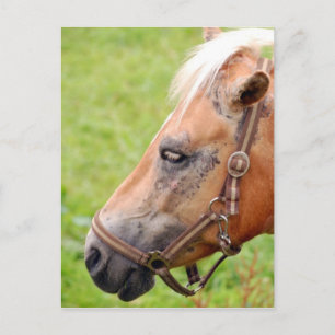 Carte Postale Tête de cheval 003