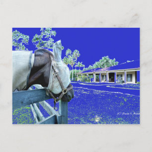 Carte Postale tête de cheval au-dessus de la clôture bleu