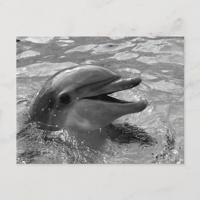 Carte Postale Tête de dauphin dans la bouche d'eau ouverte Noir  (Devant)