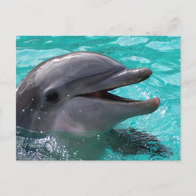 Carte Postale Tête de dauphin en eau aquamarine (Devant)