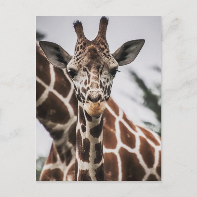 Carte Postale Tête de girafe Tirage de fourrure de girafe Animal (Devant)