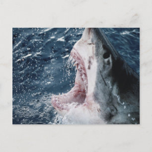 Carte Postale Tête de grand requin blanc